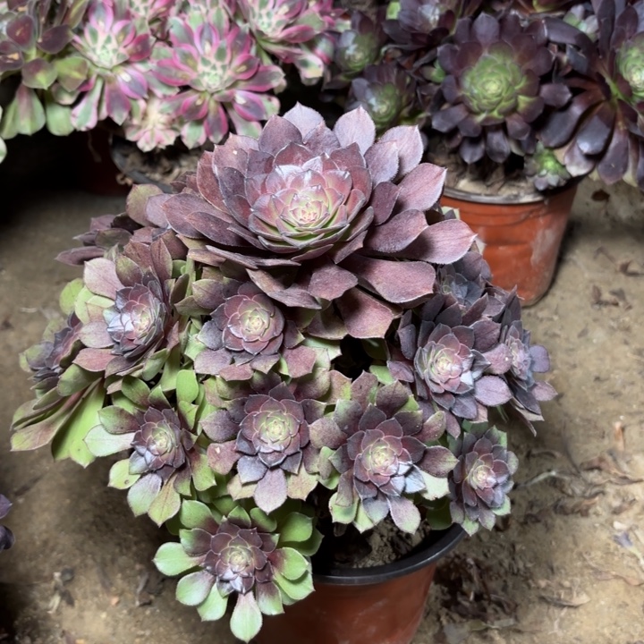多肉植物法师桃花石14