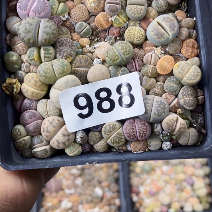 988 生石花一物一图如图