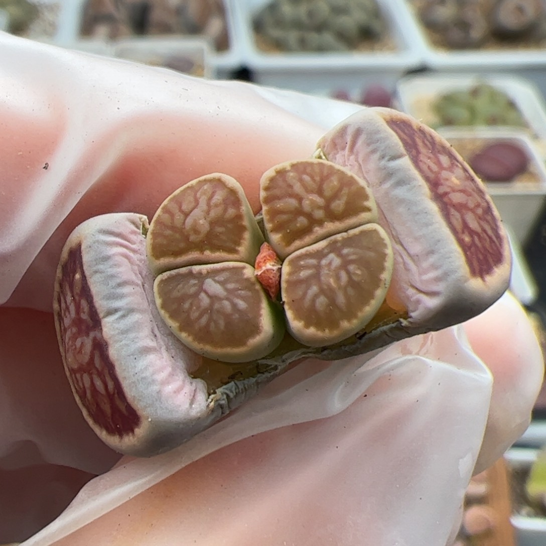 06号菊双头多肉植物