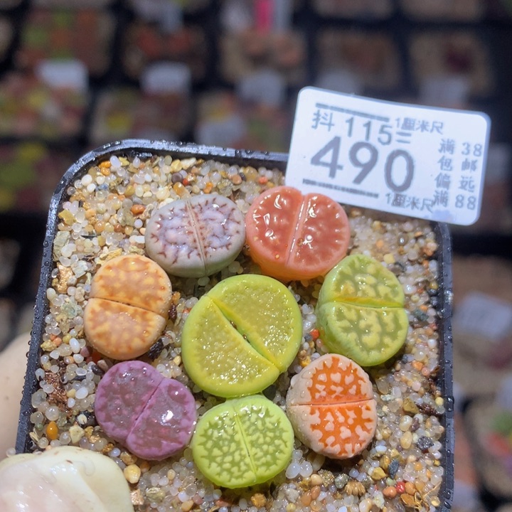精品生石花115.490