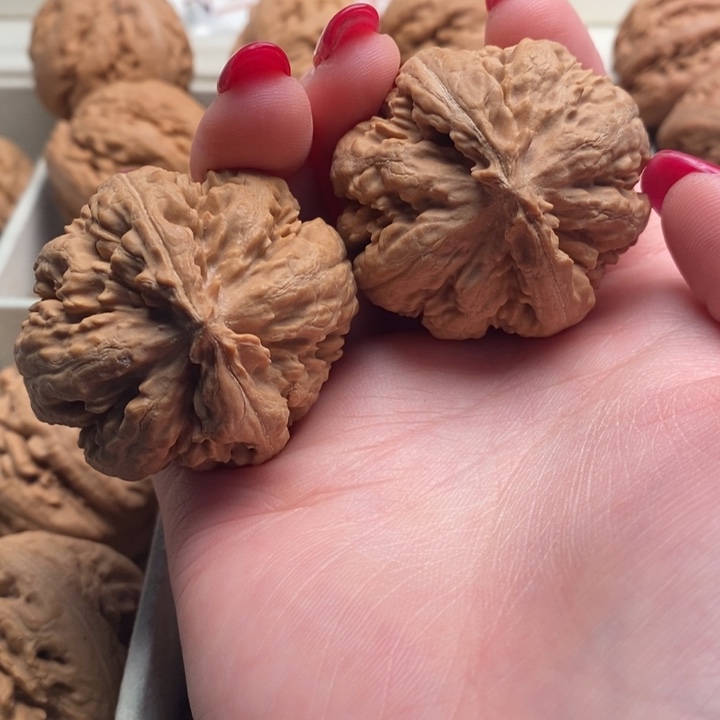 用***7霸王龙全品无修一刀没动