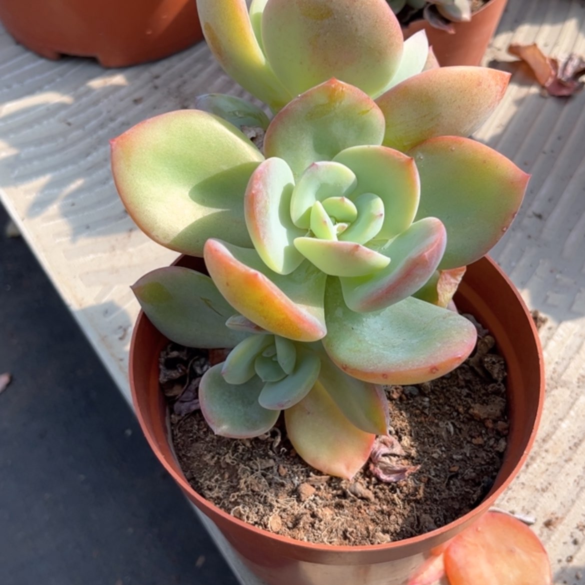 【闪购商品】无花朵百**娘