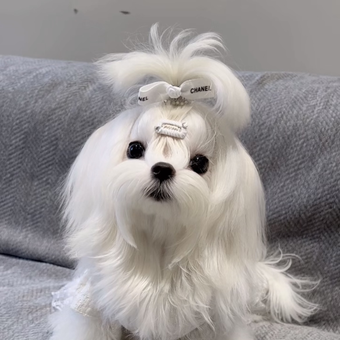 【微宠家】-约克夏马尔济斯西施 活体狗狗