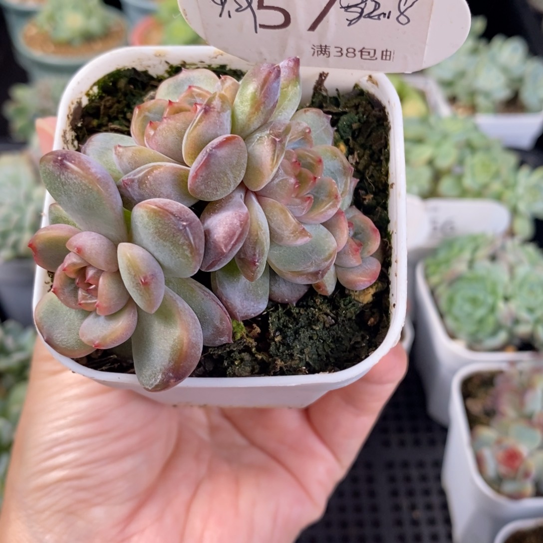 红恋四头群一颗57号