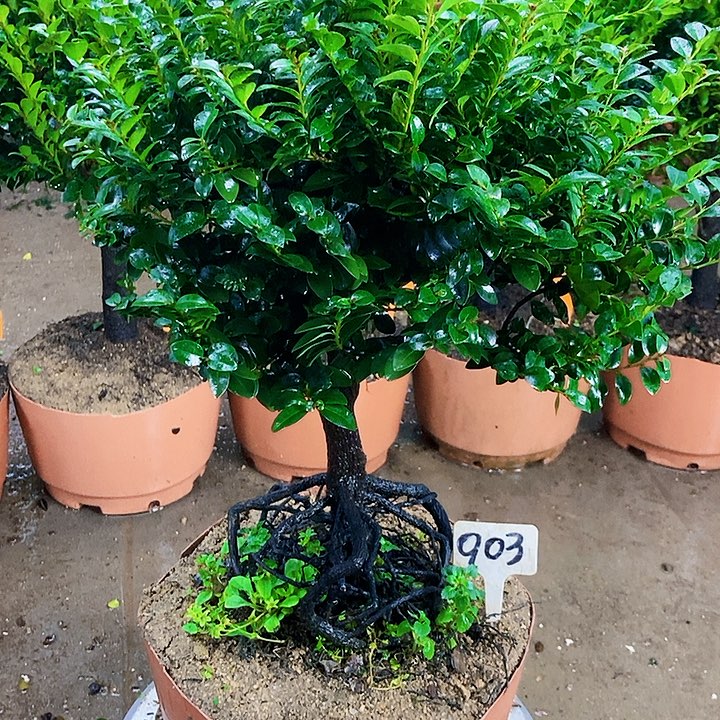 完全开放小叶紫檀木