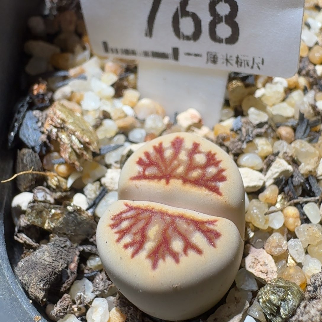 Sss清货了清货了768