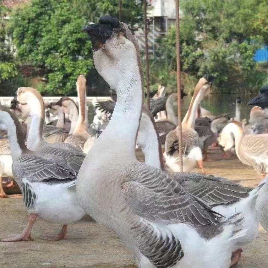 正宗一斤狮头鹅（生鲜鹅肉）顺丰包邮肉质鲜美