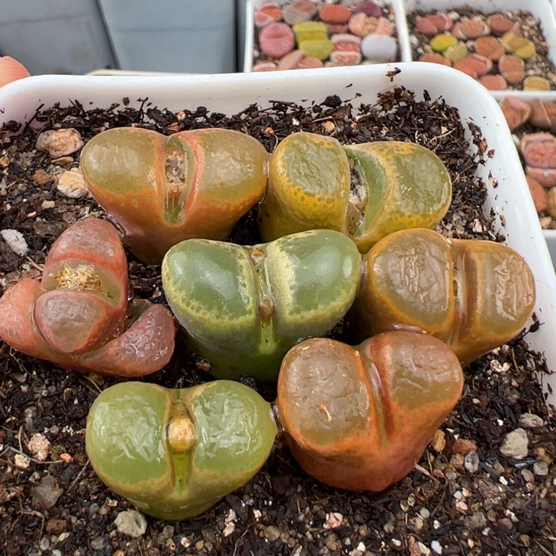 2.13好看的多肉291