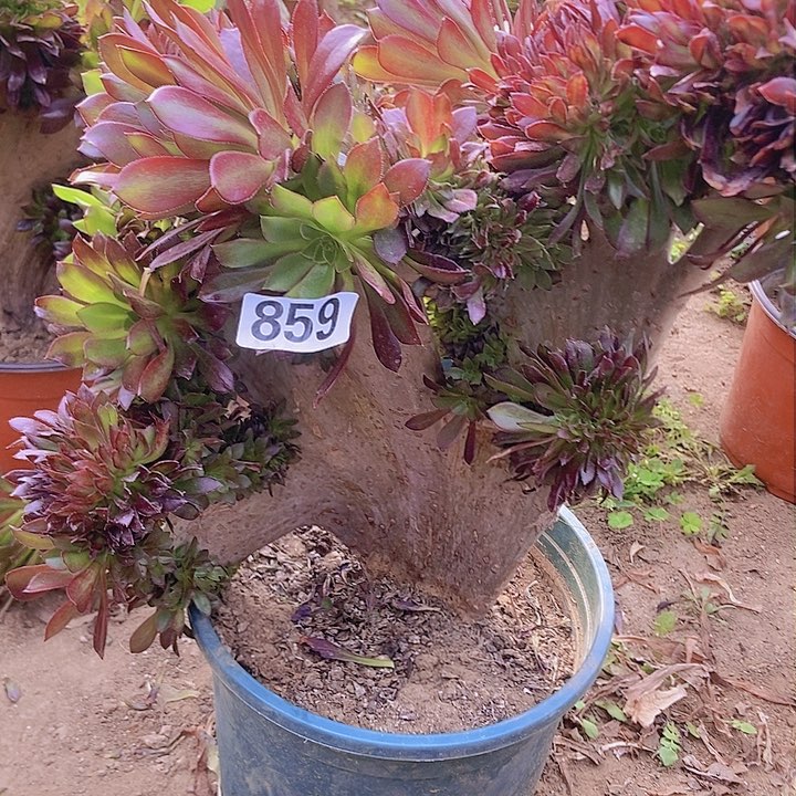 859黑缀化老板子