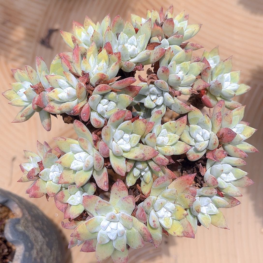刘丹白蒿大群多头