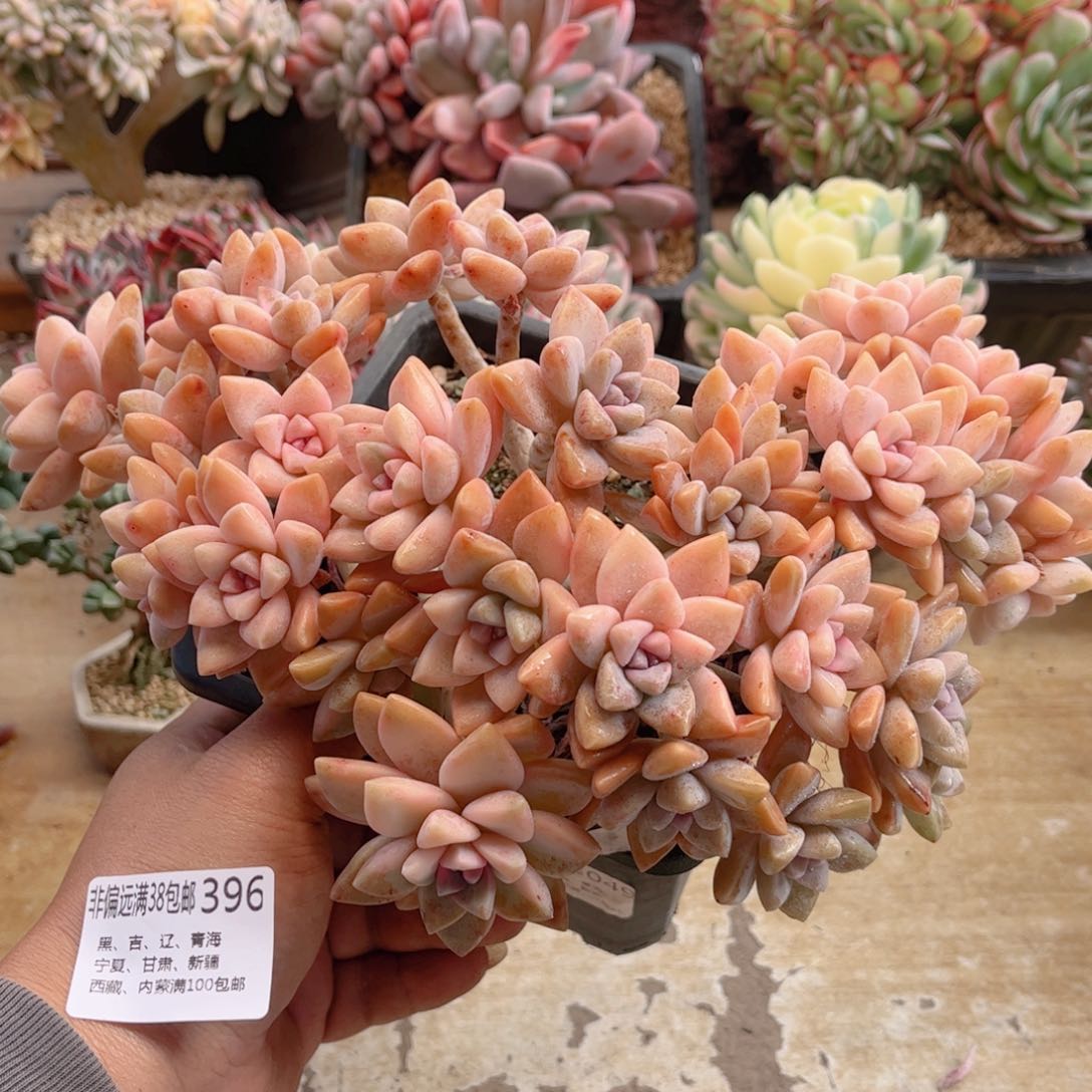 396淡雪锦缀德华多肉