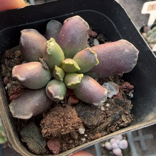 145艺姬海豹多肉植物多