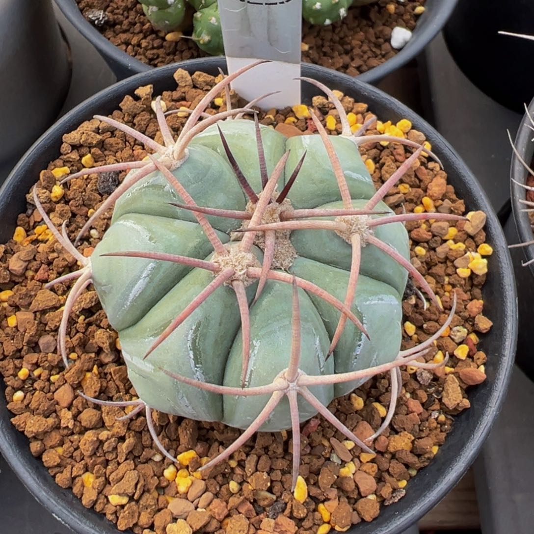 290实生根平丸多肉植物带盆土