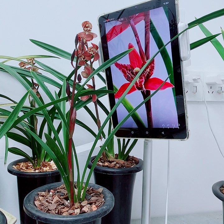 寒兰紫三星龙头子母带花