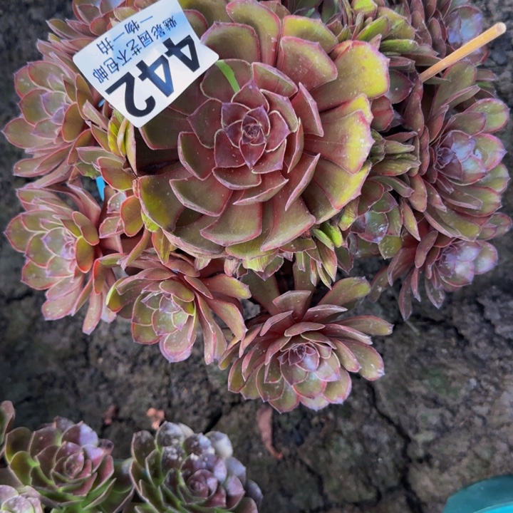 千面男爵花25-50包邮花花