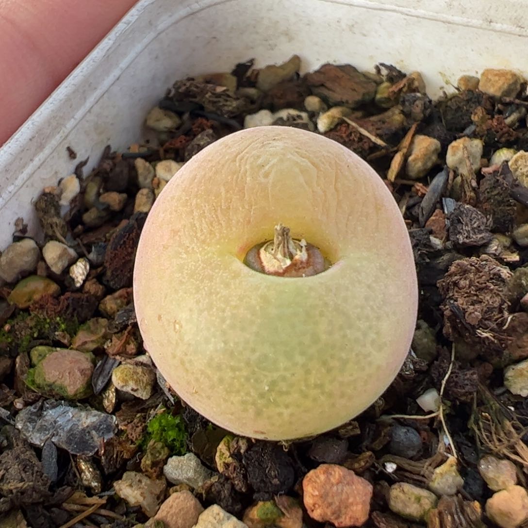 132多肉植物百科