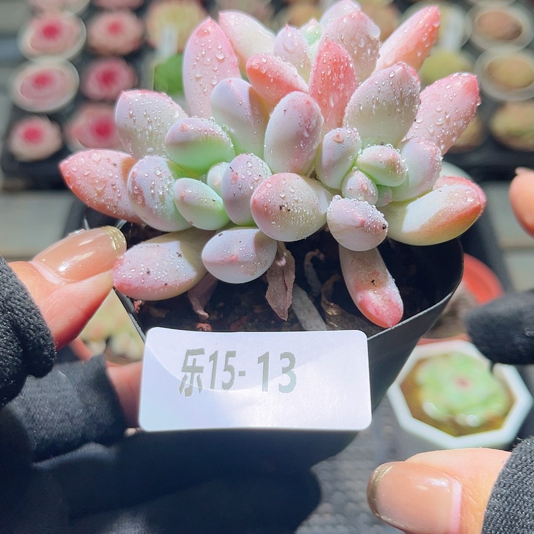 乐15-13 奶酪新品