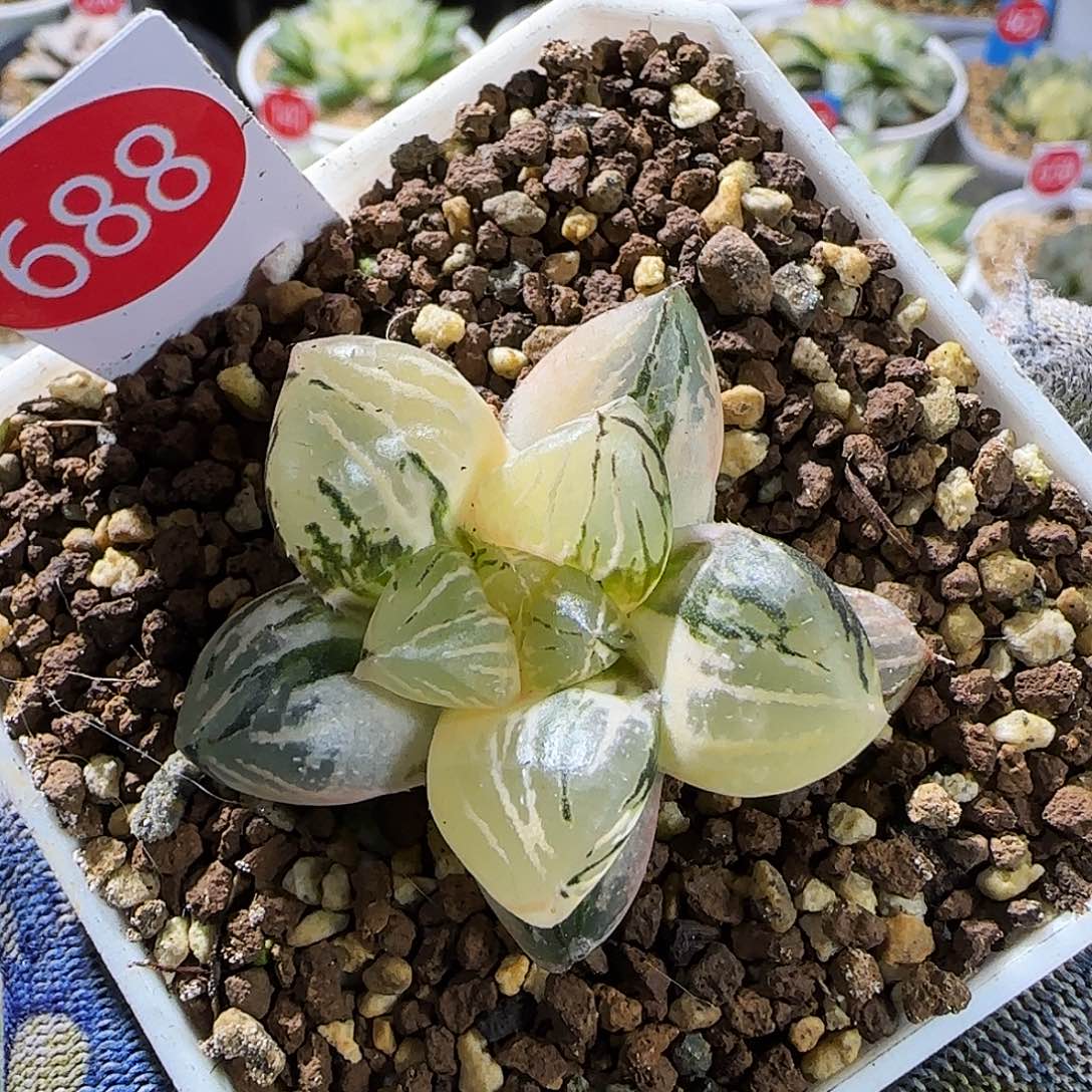 688号玉潭寿锦 极上斑 4.5 厘米左右一物一拍带盆发货