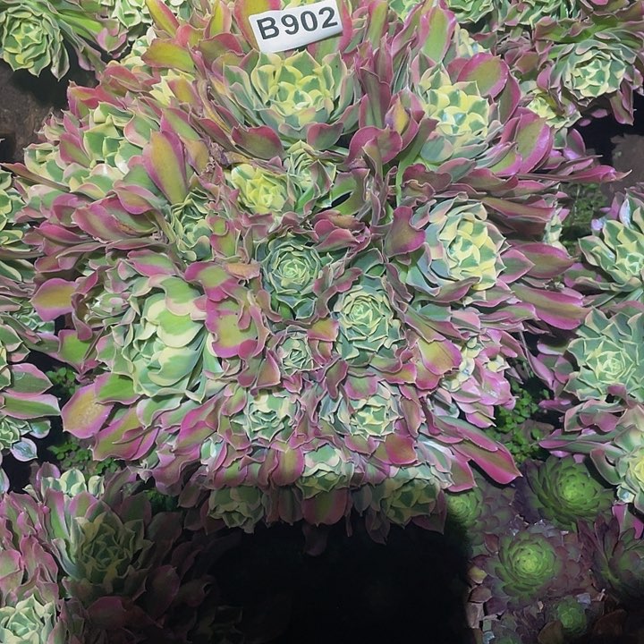 多肉法师902号大号白凤发货
