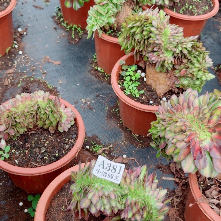 381抹茶t特价缀化多肉植物