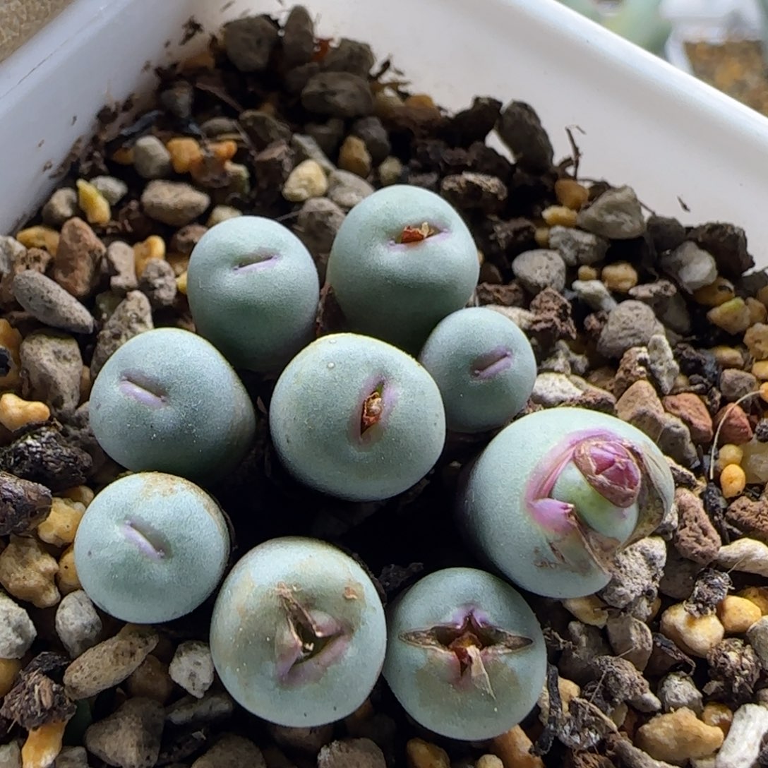 12-26-2-1当天满38包邮9头小型厚嘟嘟嘴脱土