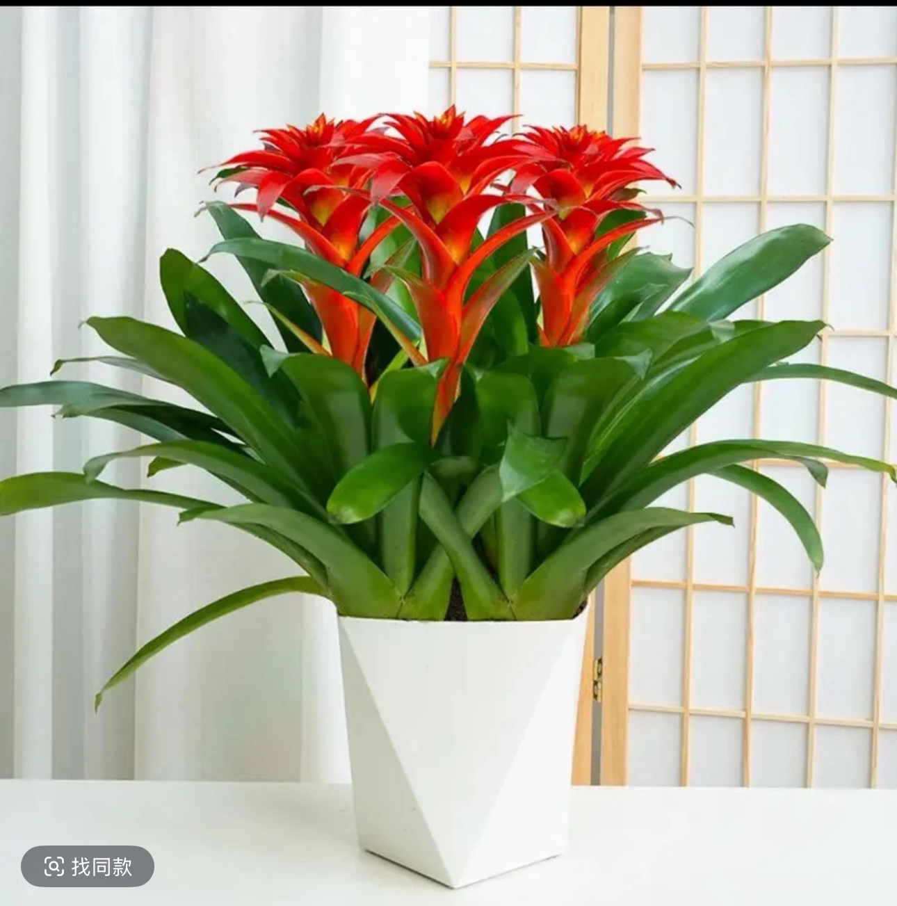 三株苗年宵花鸿运当头大红星红色室内桌面绿植可四季开花凤梨鲜艳