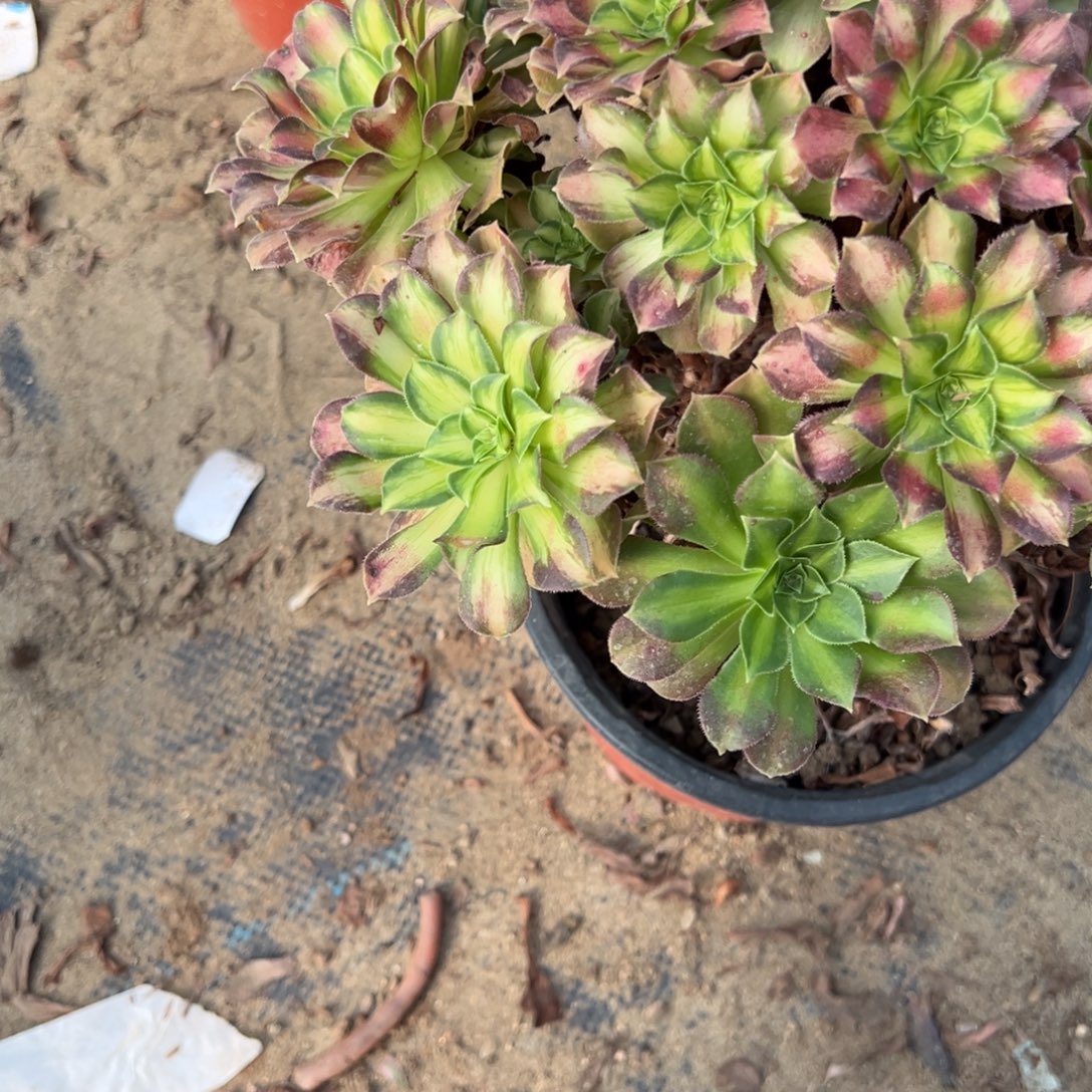 619韶华多肉植物法师