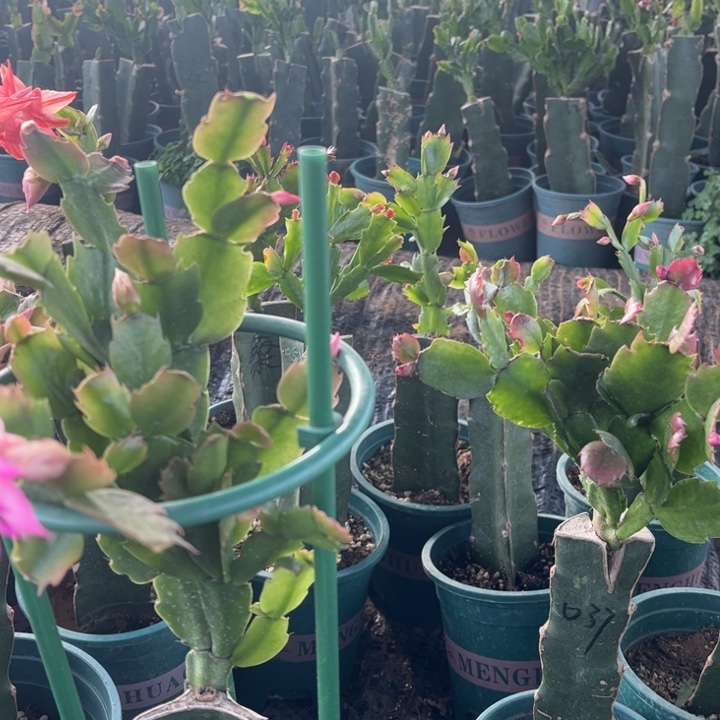 蝴***兰10号038粉00000000