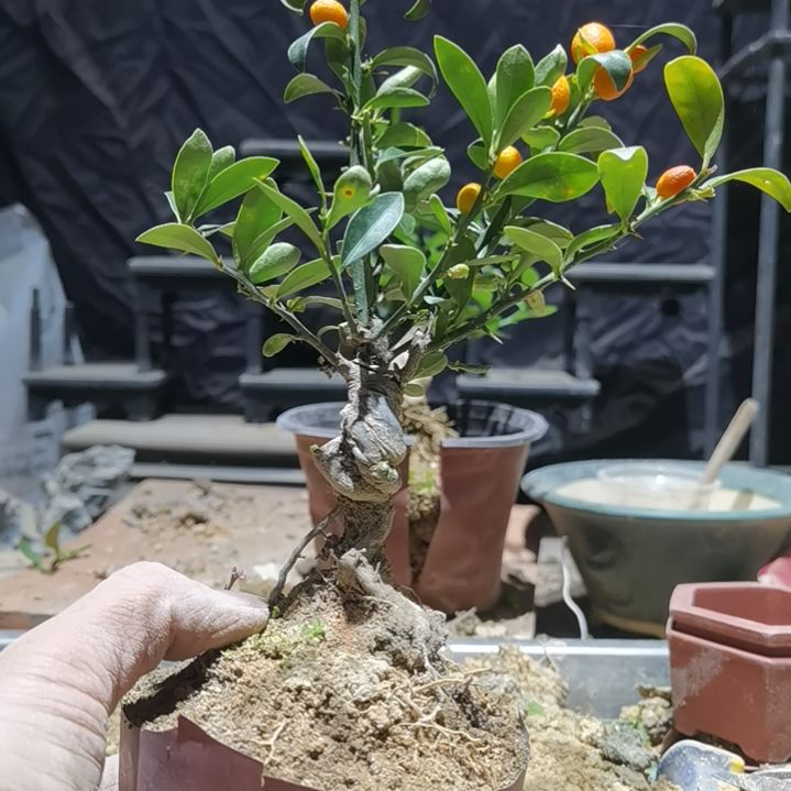 完全开放金豆小橘子