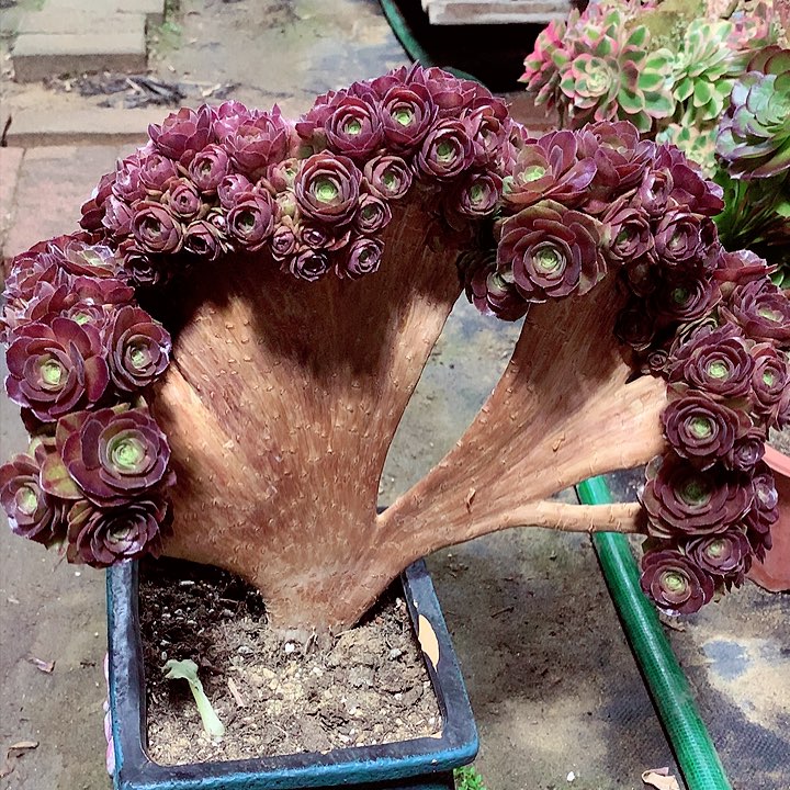 万朵缀，多肉植物