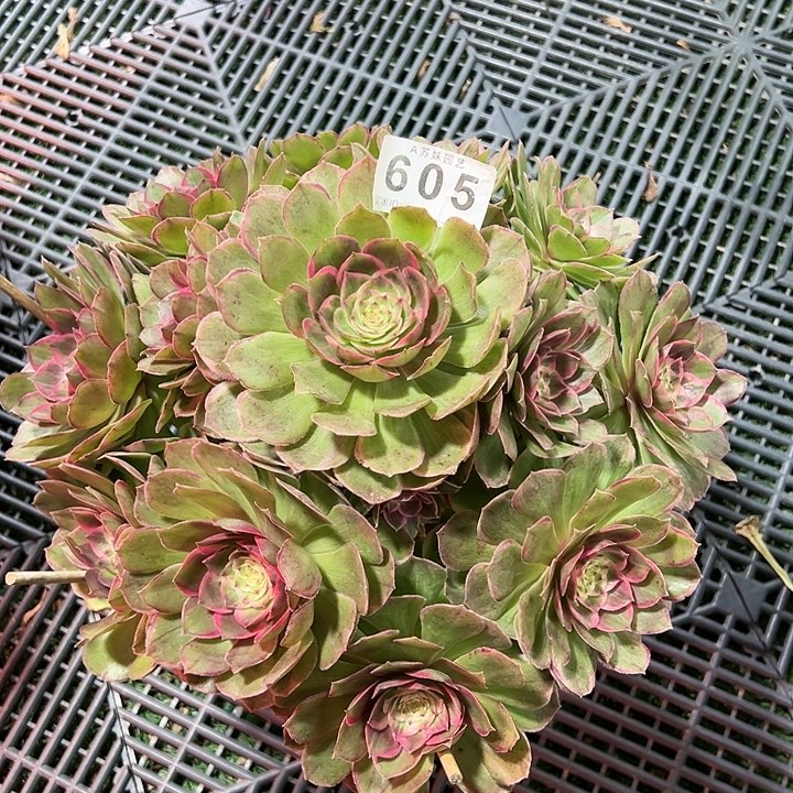 605莲花座多肉植物