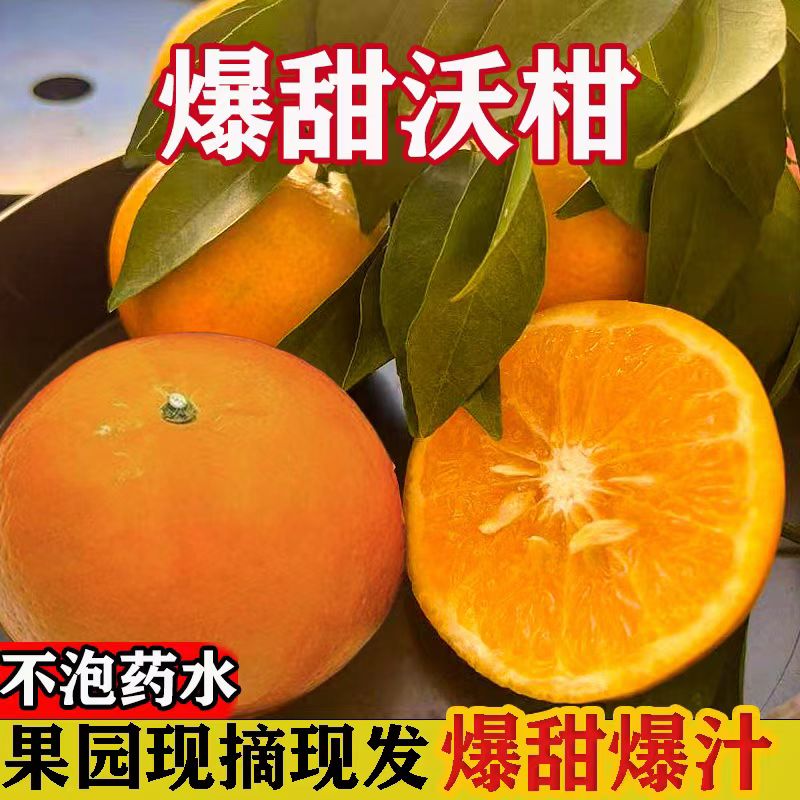 福建沃柑 皮薄肉厚 清甜多汁 新鲜 营养美味