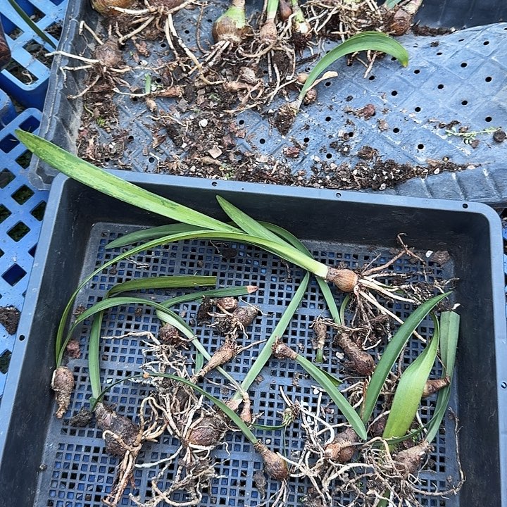 混球朱顶红一组  不知道品种