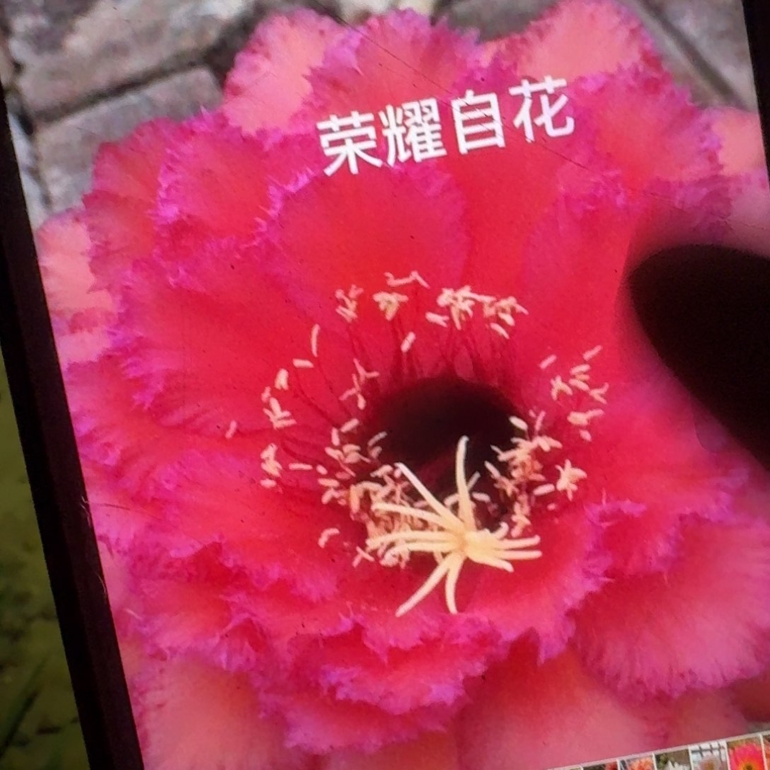 荣耀自花侧芽5公分毛花柱