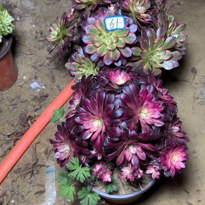 多肉植物砍过朵朵61