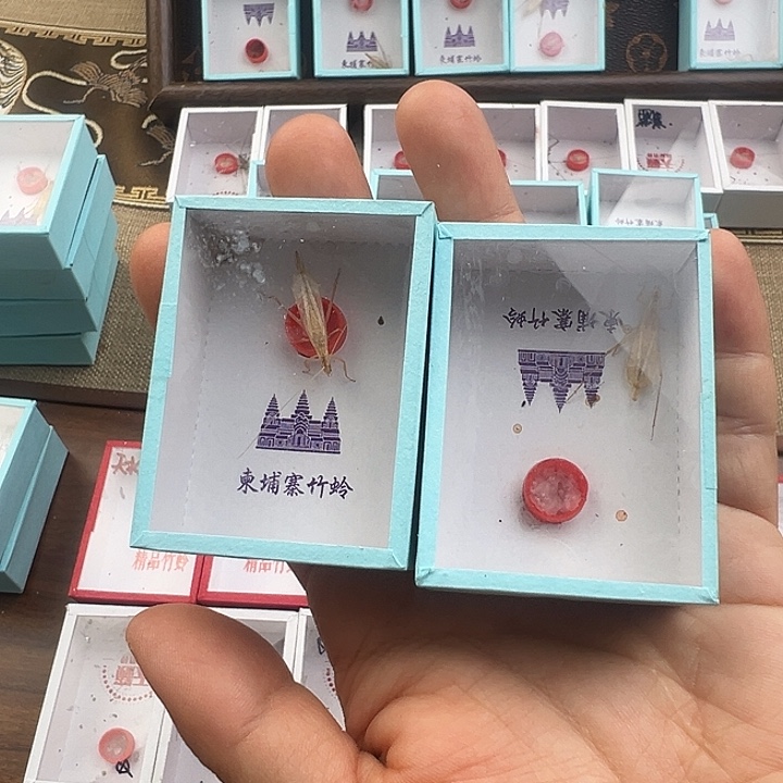 柬埔寨精品竹岭两条