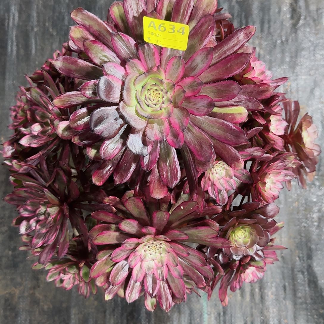 紫霞仙子法师多肉植物634