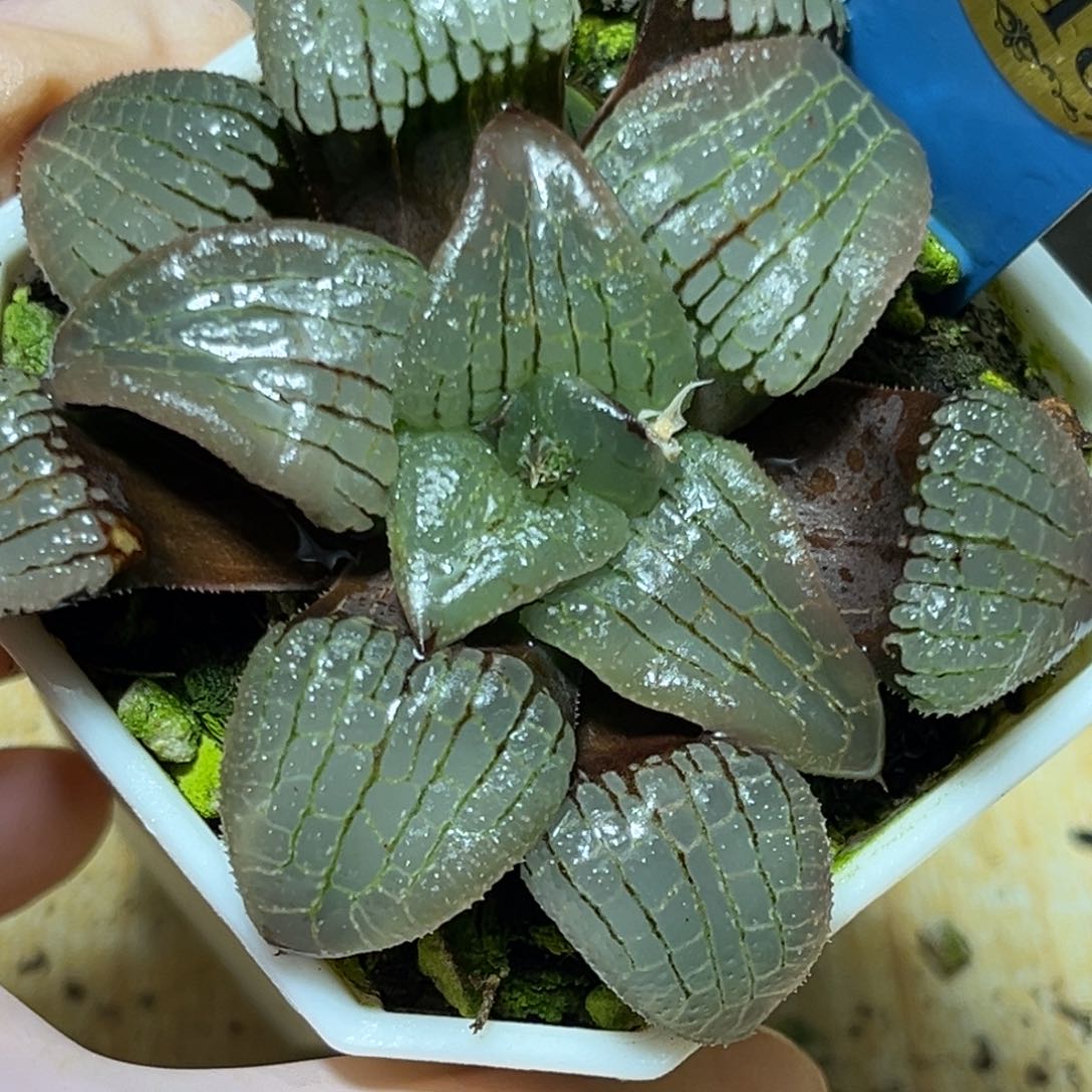 恭喜发财大吉大利，618