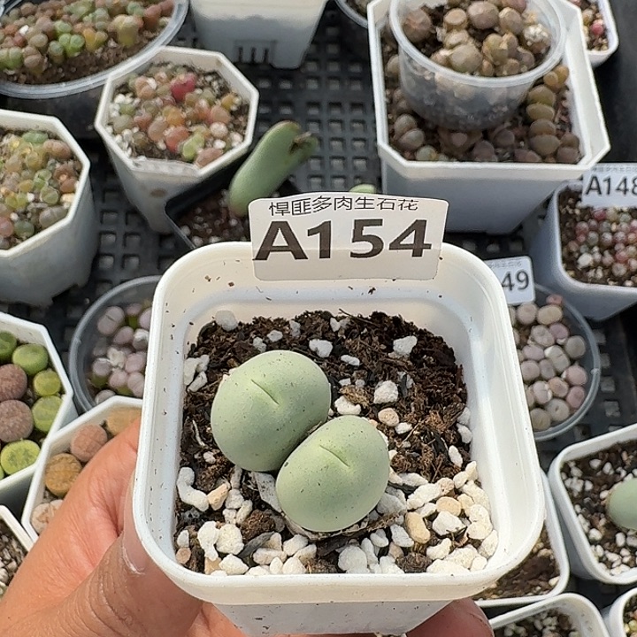 154多肉植物多肉植物