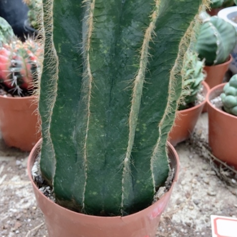 银光仙人球仙人球20米