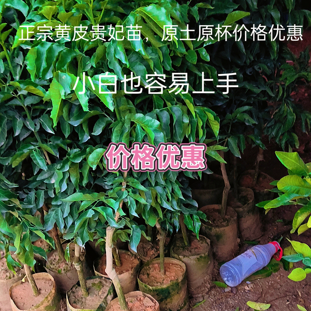 正宗嫁接黄皮果苗，早种早实现黄皮果自由