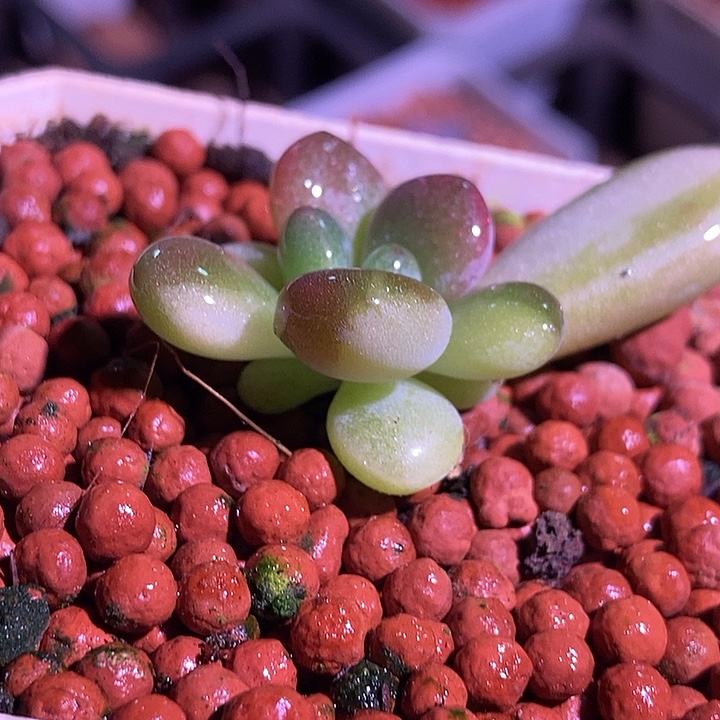 人面桃花锦多肉植物