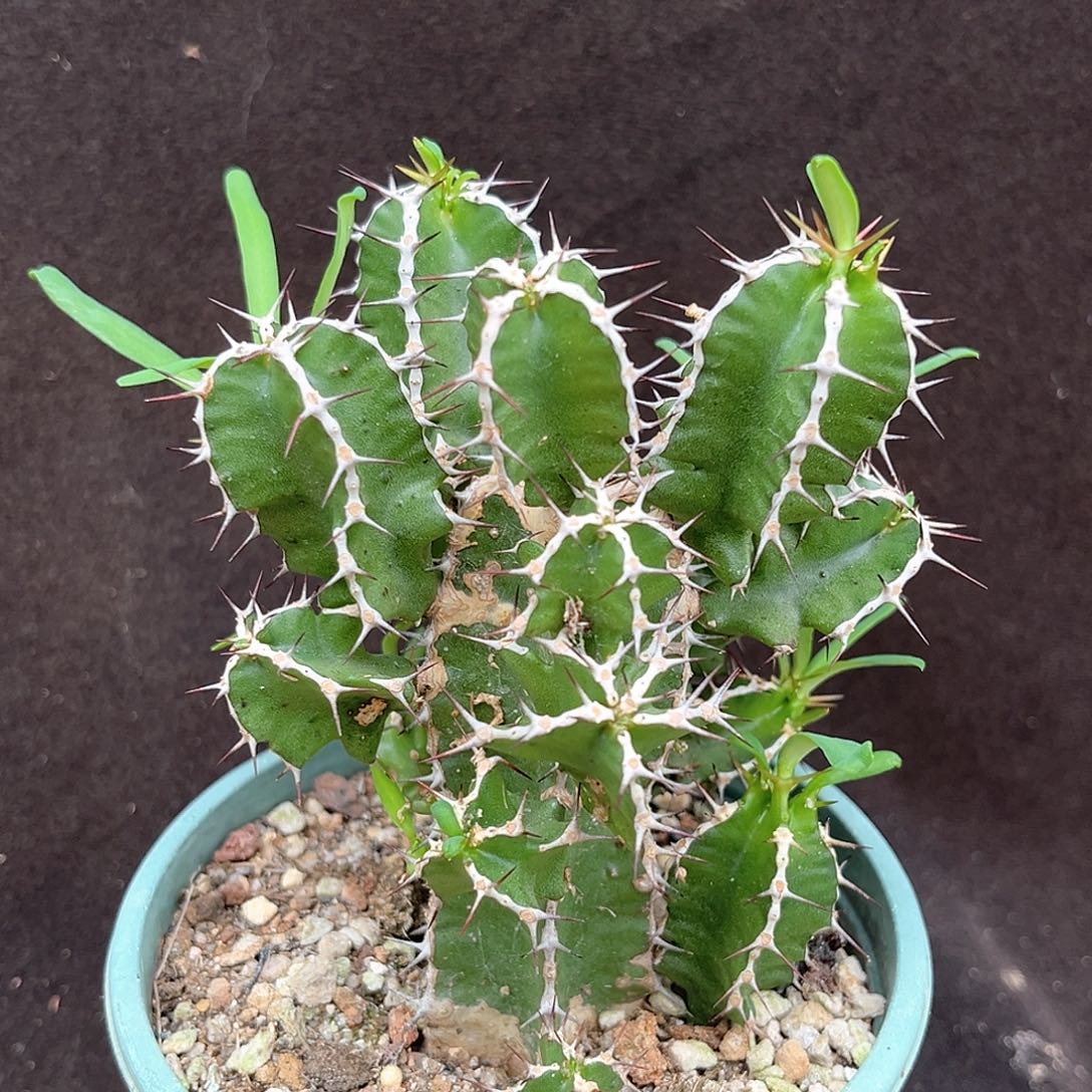 火山大戟群生，潮流植物