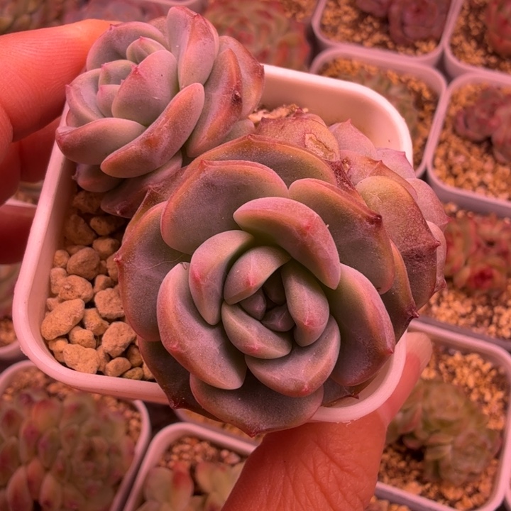 群生琥珀一物一拍