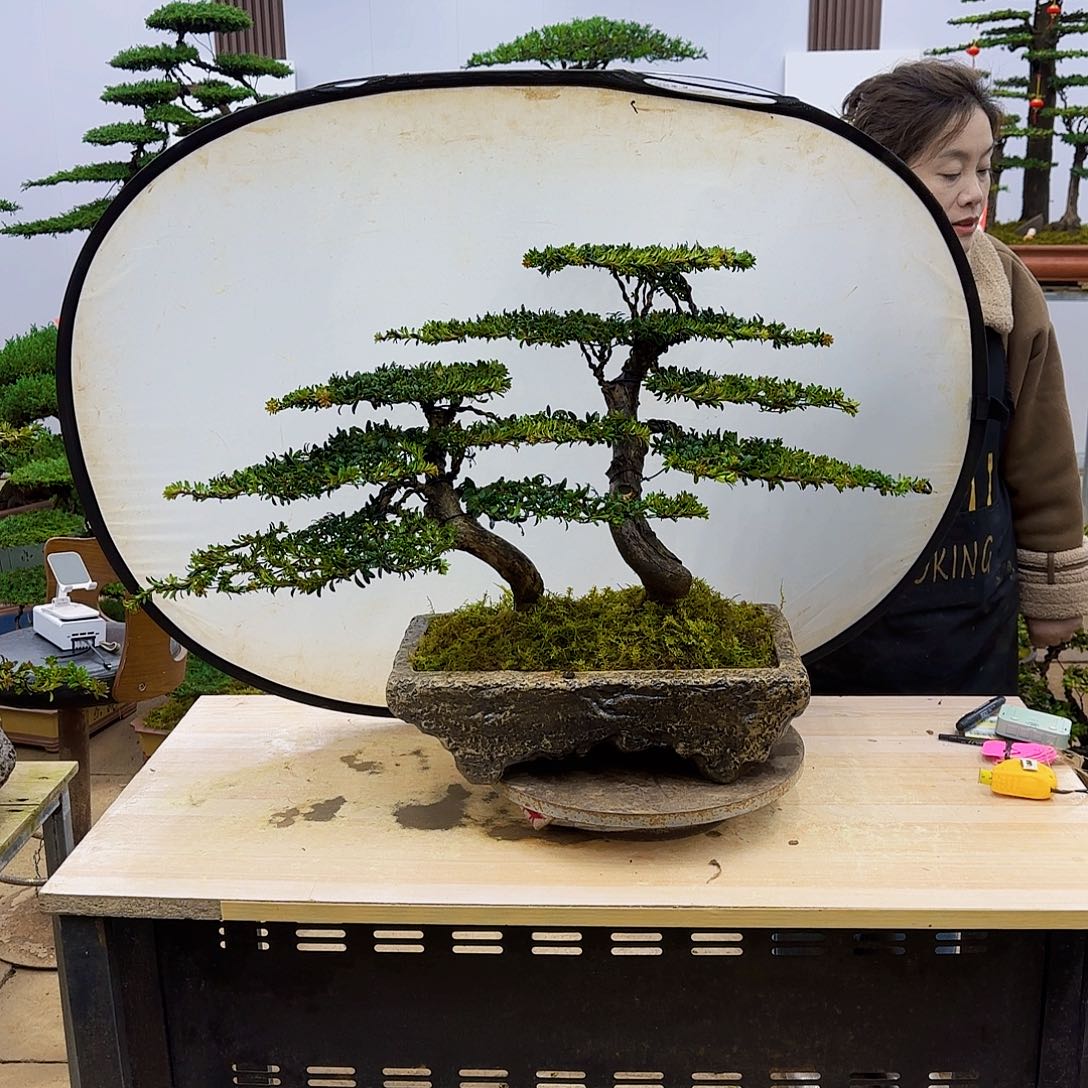 盆景直播间一物一拍