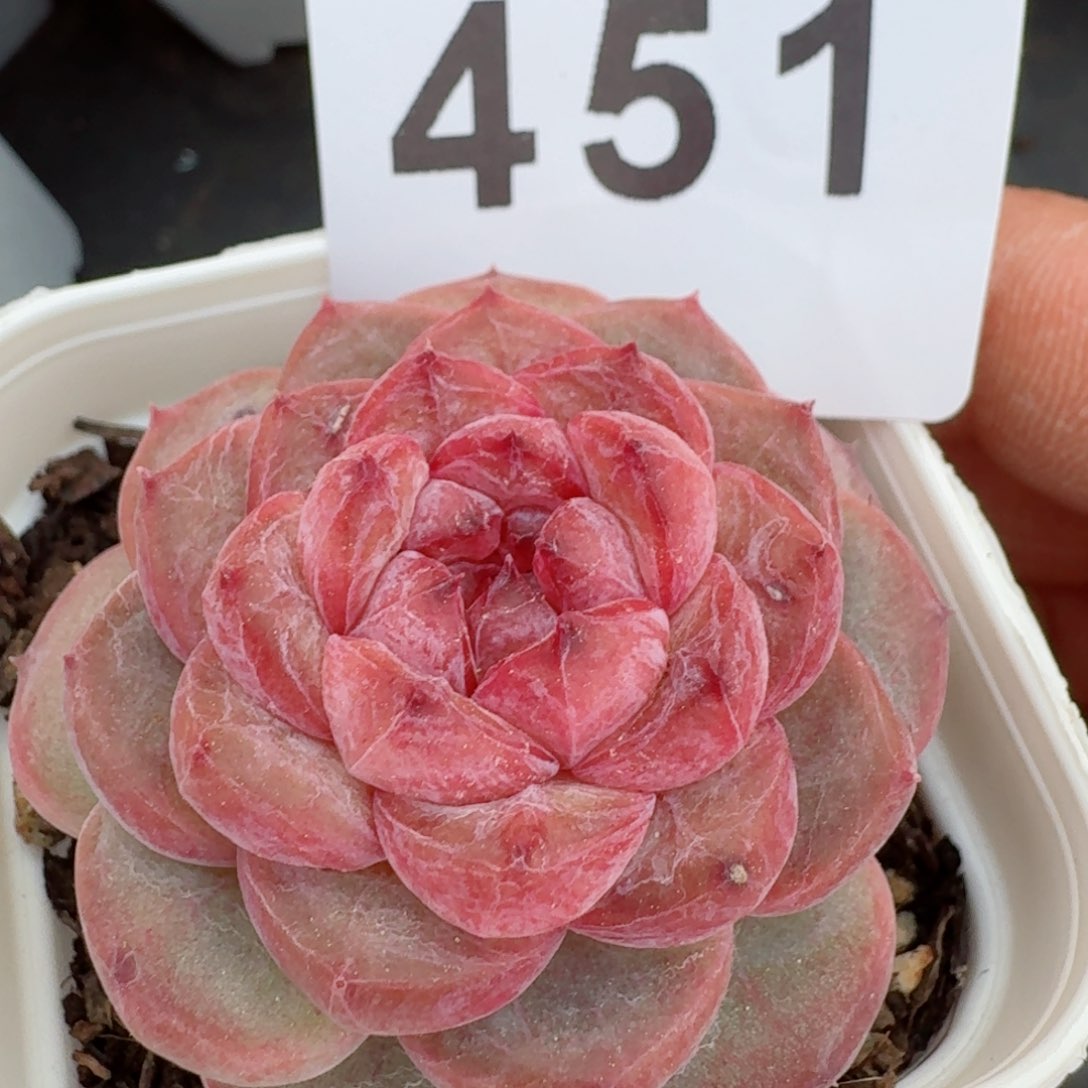 紫糖心         多肉植物