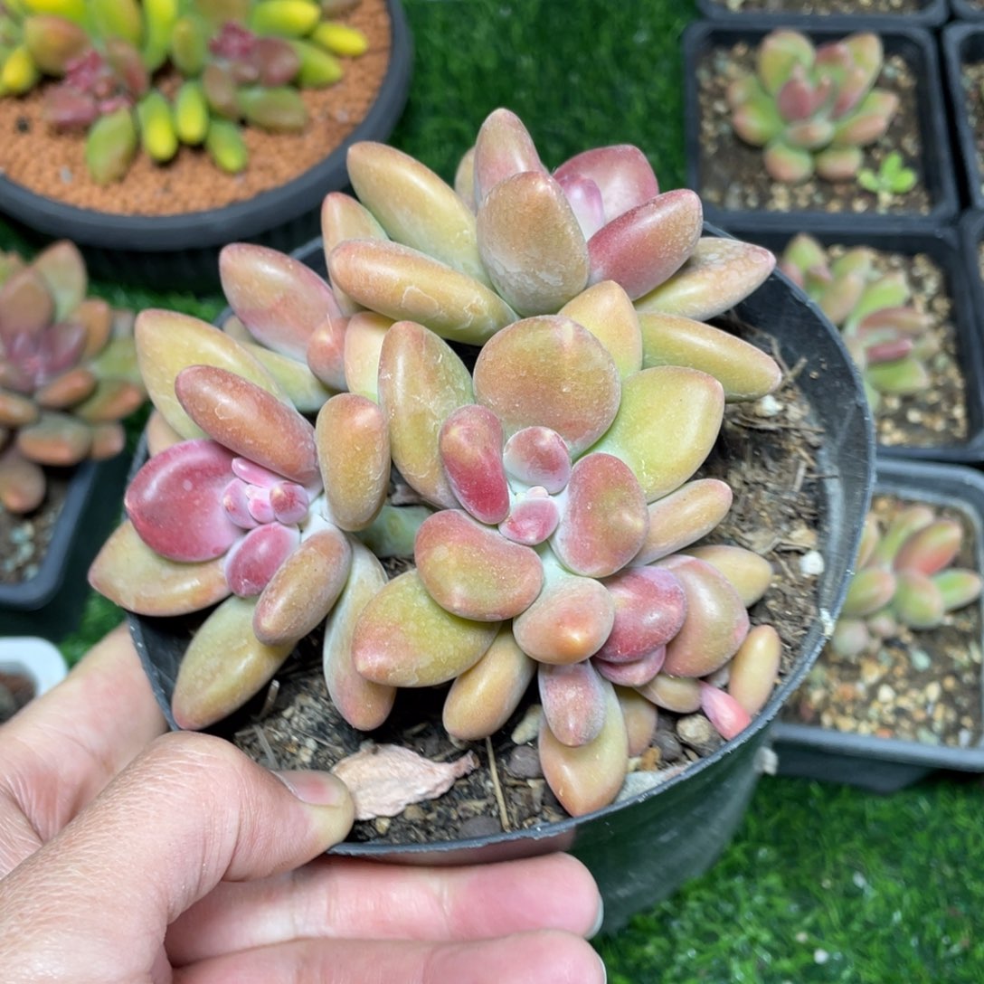 kk美人5头多肉植物