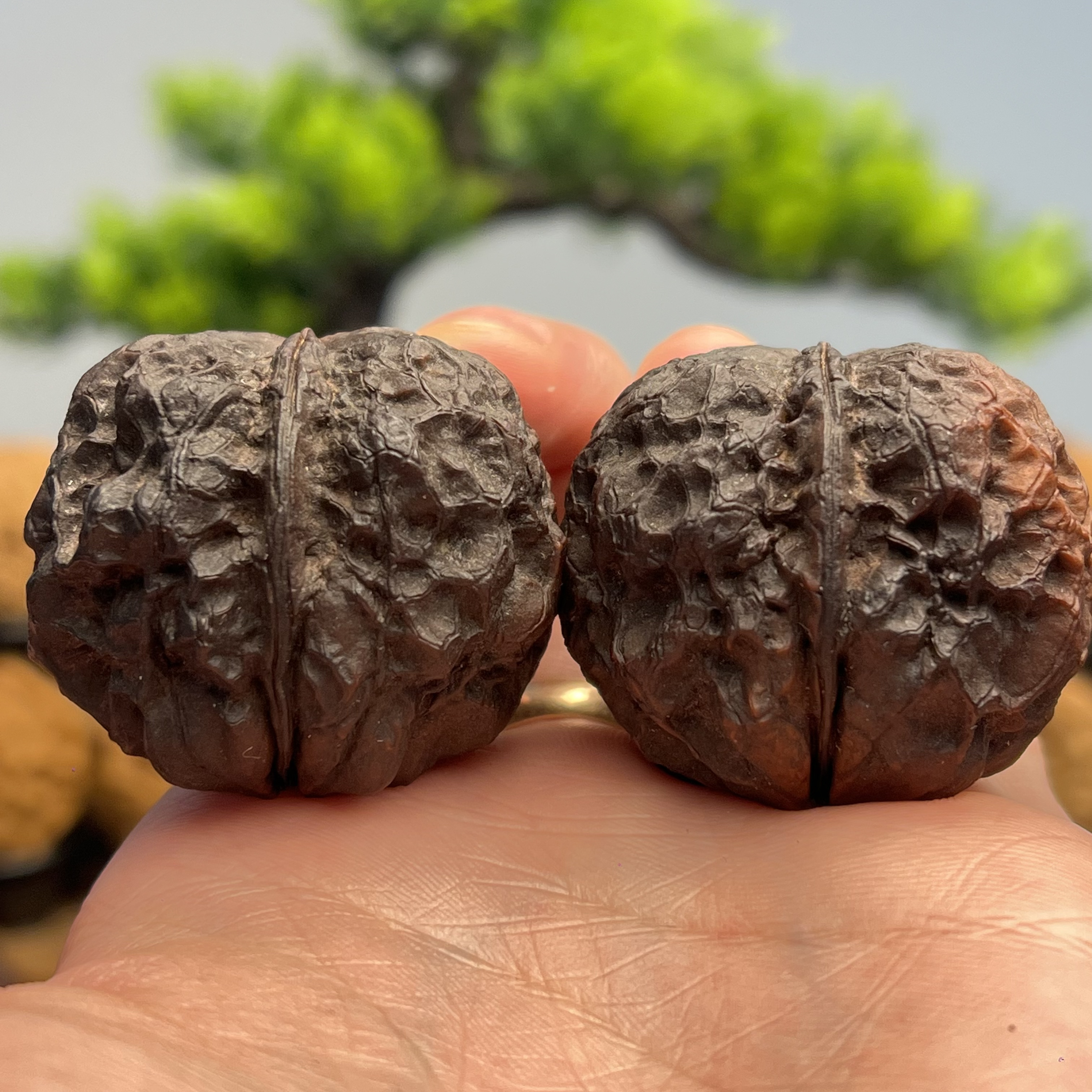 40mm老树包罗万象微磕碰-云南铁核桃一物一图产地直发