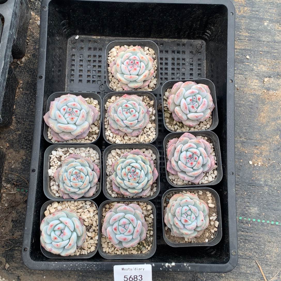 5683开播秒控养星影老桩4到5厘米10颗一组脱土发