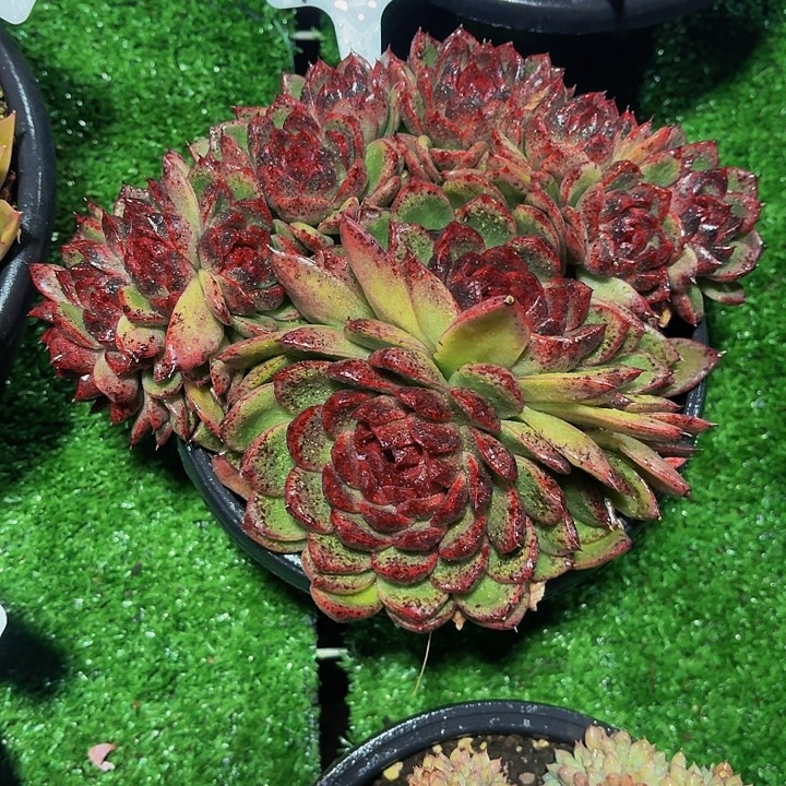 汪***溯丽娟花卉水晶多头